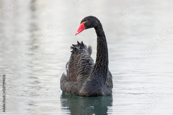 Obraz Black swan