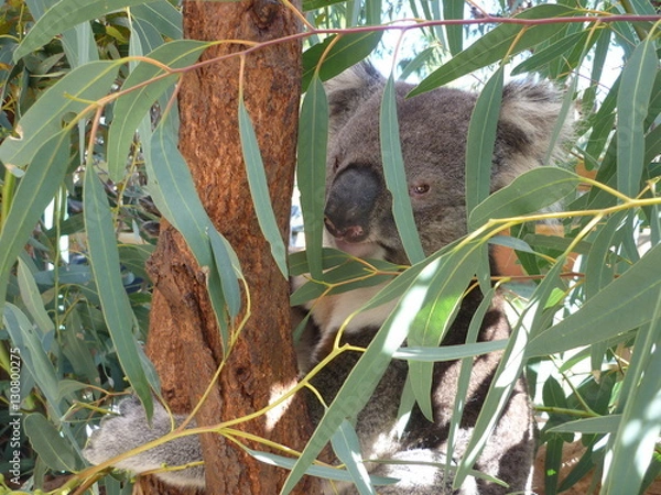 Obraz Koala in Tree