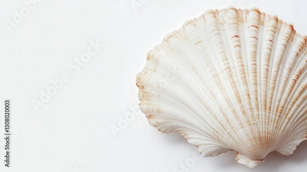 Fototapeta detailed view of a sea shell and clam, capturing their textures and the marine elegance of these shellfish
