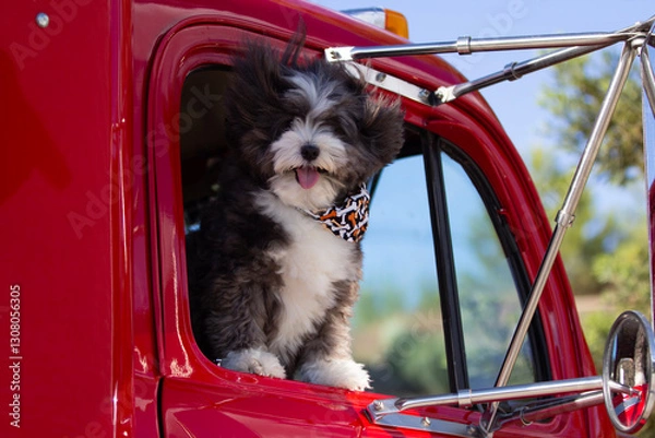 Obraz A little Havanese black and white dog is riding in a big red truck.