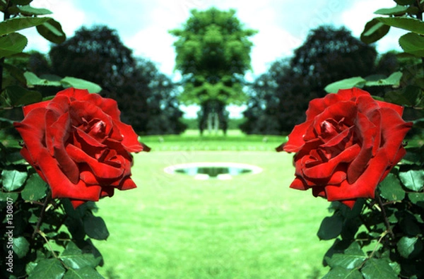 Obraz les roses rouges