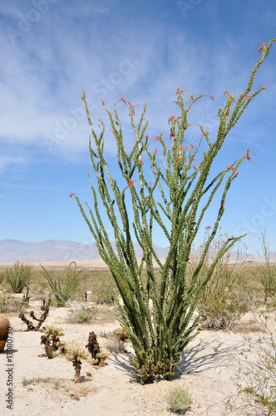 Obraz ocotillo