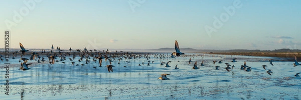 Fototapeta Western Sandpiper, Dunlins, and Plovers flying along the Washington Coast during Spring Migration.