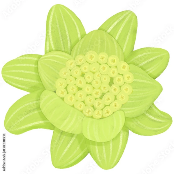 Obraz 早春の山菜、蕾が開いた蕗のとうの手描きイラスト素材