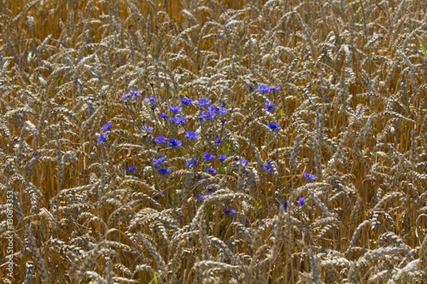Obraz wheat field