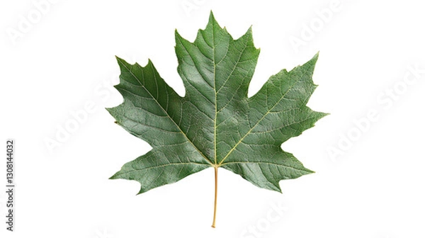 Obraz Maple leaf png image with transparent background for seasonal designs, nature illustrations, and autumn-themed projects.