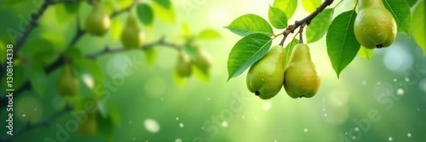 Obraz Pear branches stretch towards the sky with glistening dew, Pear, green leaves