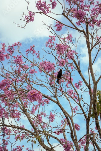Obraz cherry tree blossom