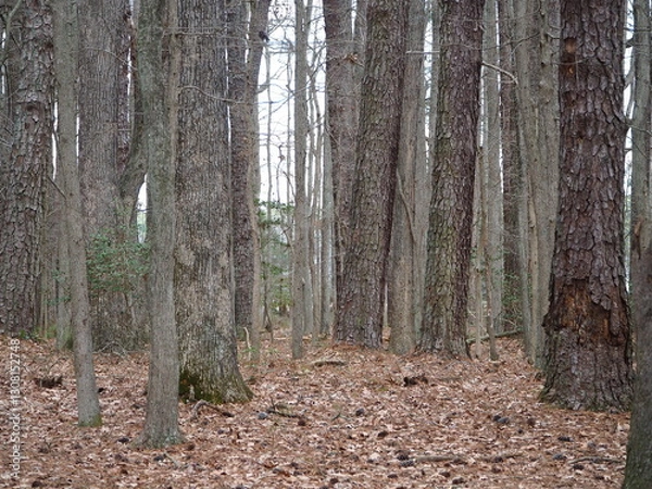 Obraz beautiful forest at the end of winter