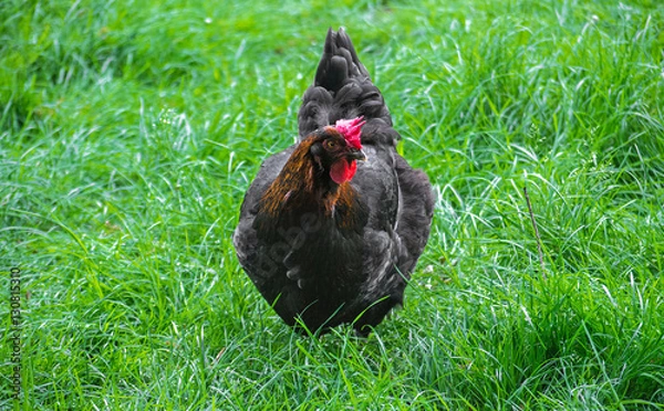 Obraz Beautiful Rooster on nature background