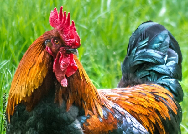 Obraz Beautiful Rooster on nature background