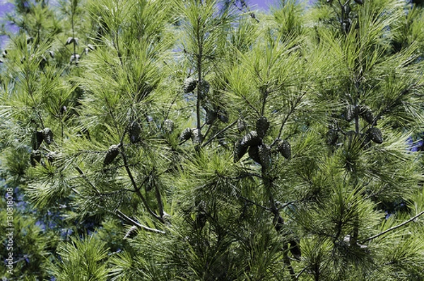 Obraz шишки на ветках сосны освещенные солнцем на летнем небе