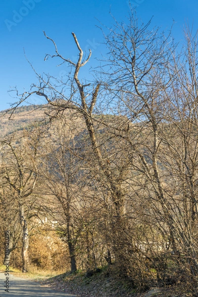 Fototapeta winter landscape, trees and mountain on winter