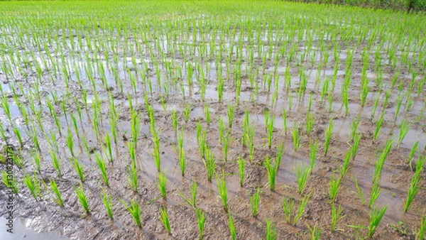 Fototapeta The expanse of green rice fields stretches along the muddy land with the beauty of new rice plants growing in neat rows.