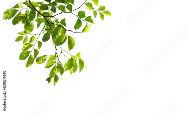 Obraz A leafy branch with a white background