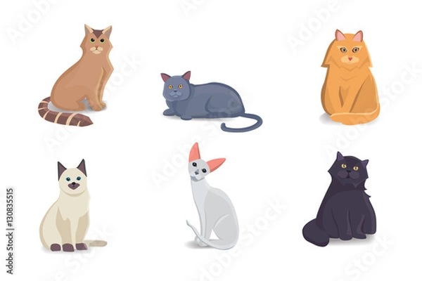 Obraz Collection Cats of Different Breeds. Vector isolated cat on white background. Home animal or pets. Fanny kittens faces