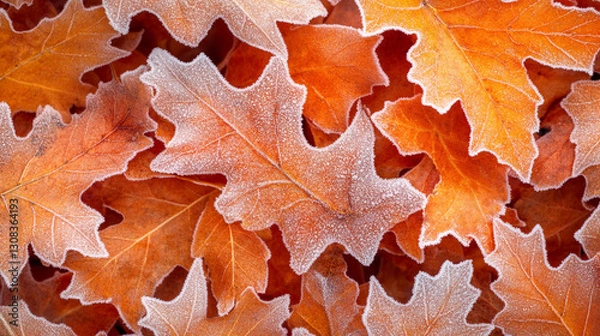 Fototapeta Fallen oak leaves covered with first hoarfrost, symbolizing the change of seasons, resilience, and the passage of time. A natural, serene scene perfect for showcasing winter's arrival