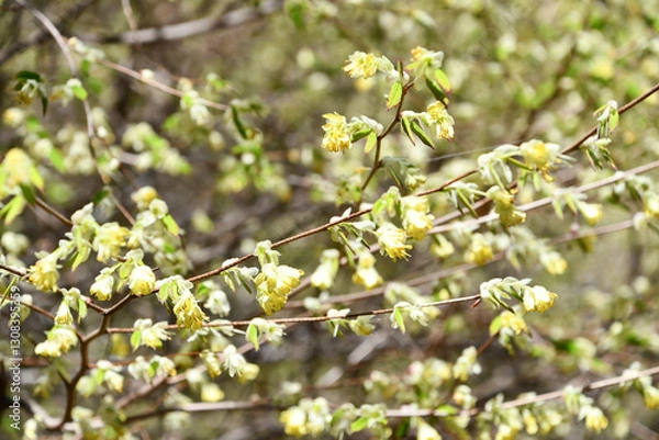 Fototapeta ヒュウガミズキ