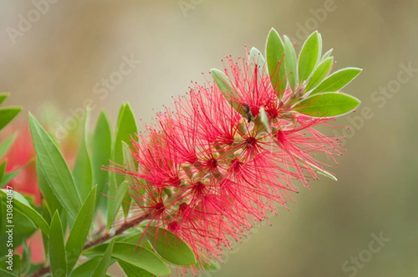 Obraz Bottlebrush