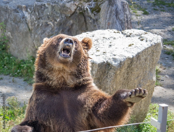 Obraz The brown bear waves a paw and growls