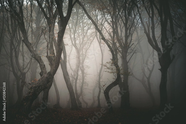 Fototapeta Hoia forest, the haunted forest