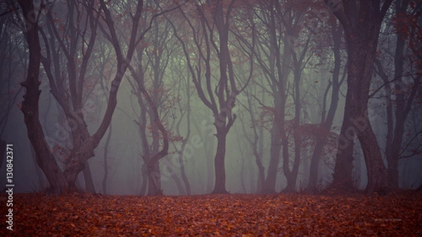 Obraz Colored autumn into the forest