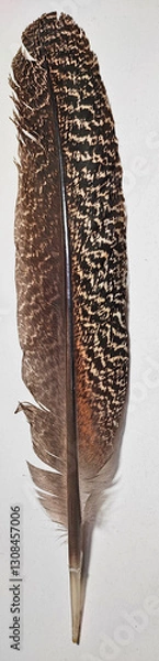 Obraz Long Spotted Brown Feather
