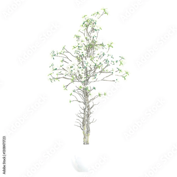 Fototapeta 3D rendering of Cornus officinalis in pot isolated on transparent canvas