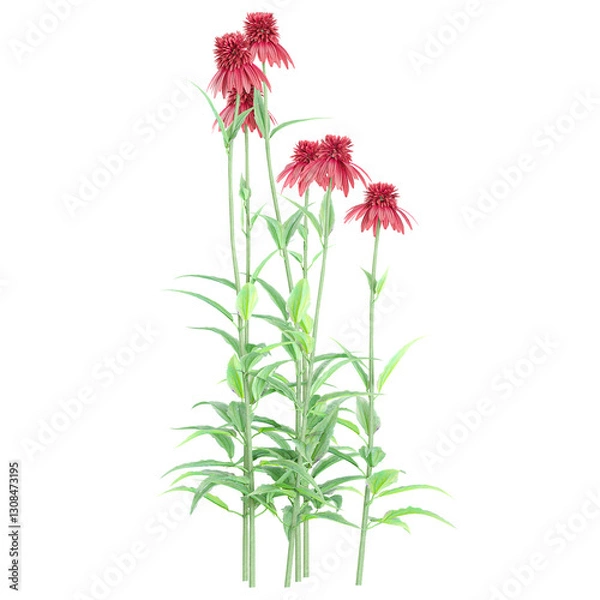 Obraz collection of Purple coneflower isolated on transparent Canvas