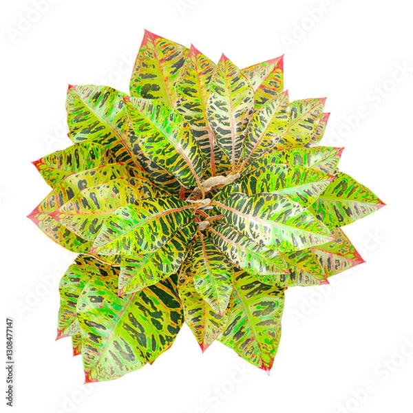 Obraz collection of Crotons plant in planter with realistic style from top view