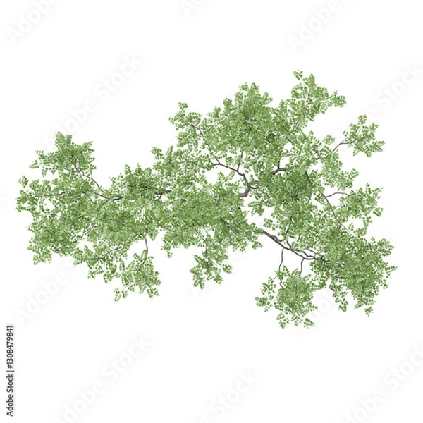 Fototapeta Top view of Fraxinus lanuginosa plant isolated on transparent canvas