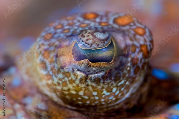 Fototapeta Eye of a flounder (Bothus mancus)