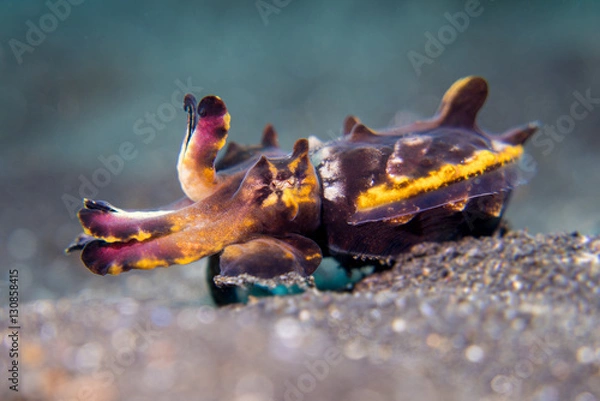 Fototapeta Flamboyant Cuttlefish in Lembeh