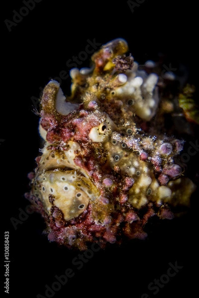 Fototapeta Warty Frogfish portrait