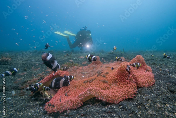 Fototapeta Anemone with nemos in sand and diver in background