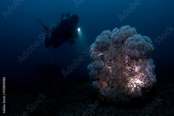 Fototapeta Soft coral with diver and torch