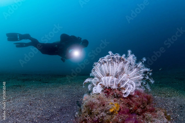 Fototapeta Crinoid and diver with torch