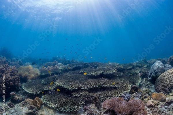 Fototapeta Field of Table corals with sunrays and blue water