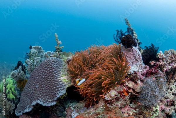 Fototapeta Nemo in Lembeh