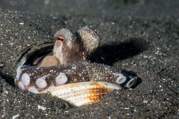 Fototapeta Coconut Octopus with shells resting in sand
