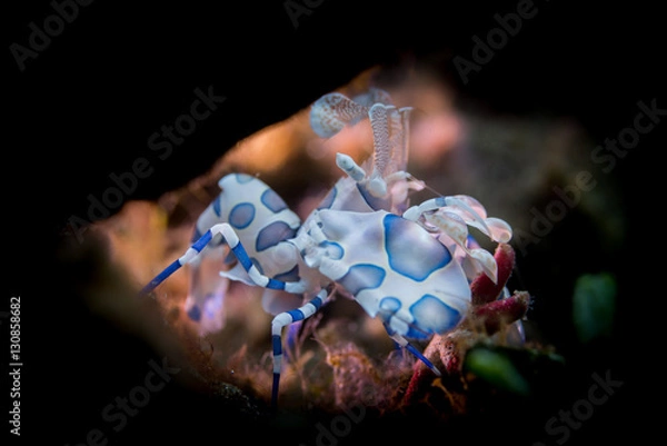 Fototapeta Harlequin shrimp feeding on a red seastar