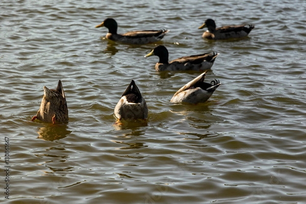 Fototapeta Ducks Diving