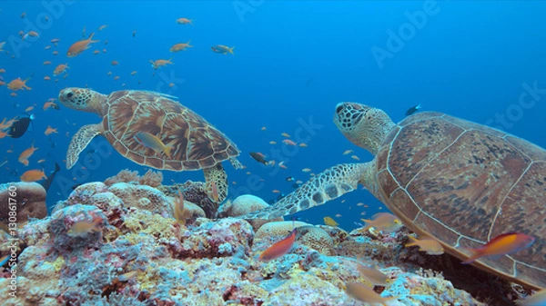 Obraz Green Sea turtle on a colorful coral reef with plenty fish.