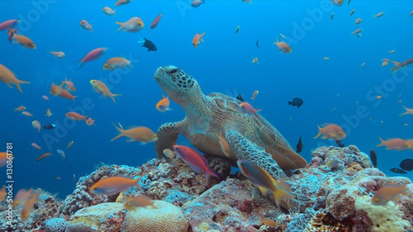 Obraz Green Sea turtle on a colorful coral reef with plenty fish.