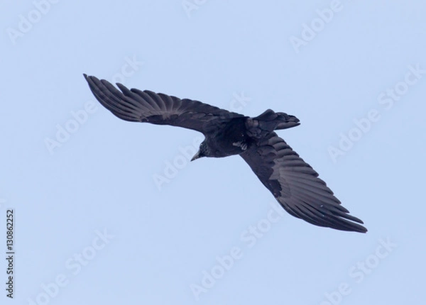 Fototapeta crows flying in the sky