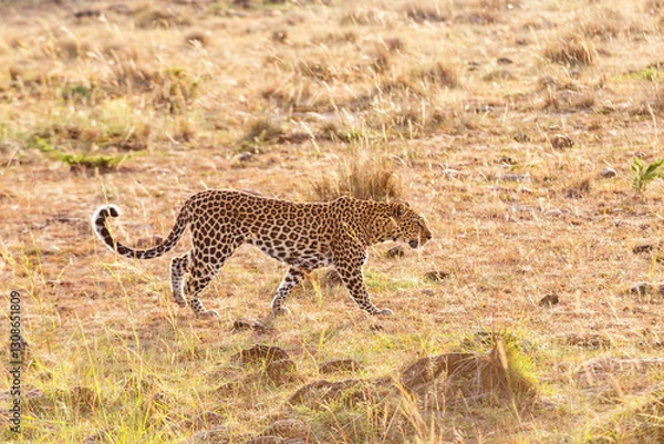 Obraz Wild Leopard walking at the savanna in morning light
