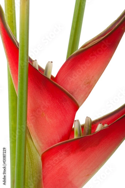 Obraz red heliconia flower