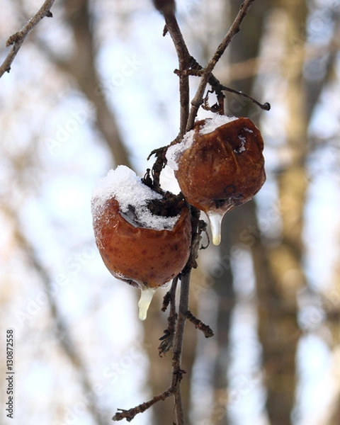 Obraz Winter apples