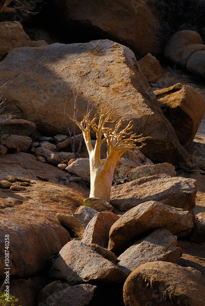 Obraz A majestic Cyphostemma currorii (Butter Tree) standing resilient among the granite landscapes of Damaraland.