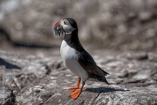 Fototapeta Puffin